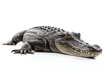Rucksack a crocodile lying on the floor © Stegarescu