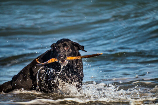 A black dog with a stick in its mouth bathes in water