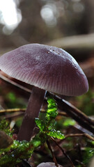 Macro photo of mushrooms in the forest