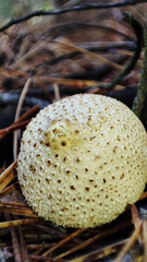 Macro photo of mushrooms in the forest