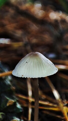 Macro photo of mushrooms in the forest