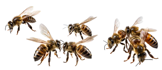 Fotobehang Bees. Set. Isolated on white background © PanArt