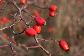 Close up of wild rosehip berries on branches	