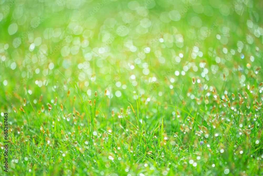 Wall mural blurred background of fresh green grass with dew drops in the morning. background of environment. fi