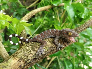 Closeup Gecko on nature background, closeup of animal, gecko lizard