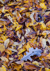 710-04 Leaf Pattern on the Forest Floor