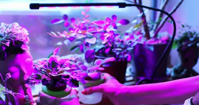 Fito lamp with purple light for plants growing