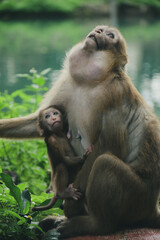 Adorable baby monkey hugging his mother and looking at the jungle sky in front of a beautiful lake at the entrance of the Fish Cave Temple (Chiang Rai, Thailand).