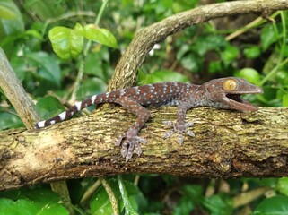 Closeup Gecko on nature background, closeup of animal, gecko lizard