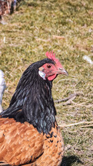 chicken