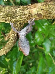 Closeup of gecko expression on wood, closeup of animal, gecko lizard, gecko pose