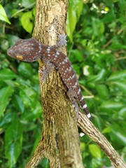 Closeup Gecko on nature background, closeup of animal, gecko lizard
