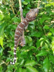 Closeup of gecko expression on wood, closeup of animal, gecko lizard, gecko pose