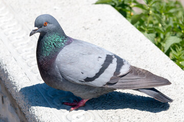 Pigeon on the embankment in the summer