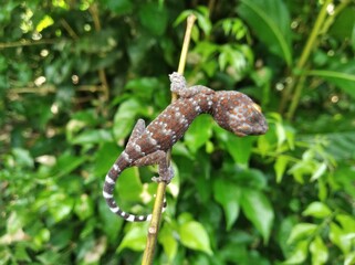 Closeup of gecko expression on wood, closeup of animal, gecko lizard, gecko pose