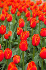 Obraz premium Beautiful flowers tulips in a flower bed as a background