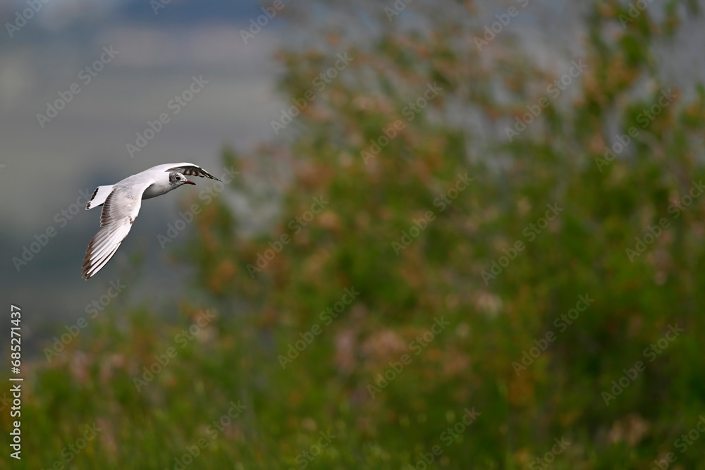 Wall mural Lachmöwe // Black-headed gull (Chroicocephalus ridibundus / Larus ridibundus)