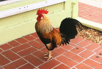 Fancy Rooster