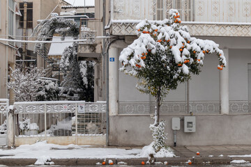 Snow Trees