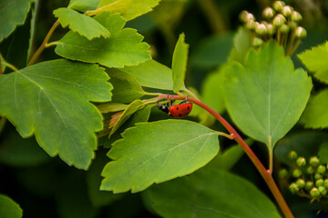 red ladybug crawls upside down on a thin branch of a bush with green leaves