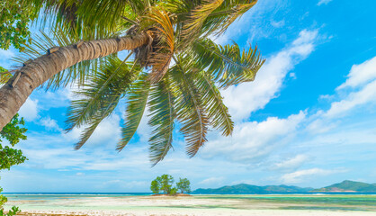 Palms by the sea in a tropical island
