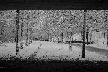 Snow Trees