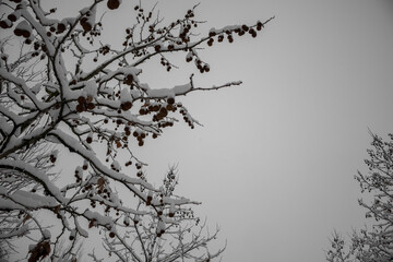 Snow Trees