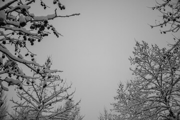 Snow Trees