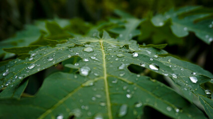 water droplets from leaves in the morning