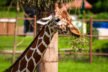 portrait of a giraffe
