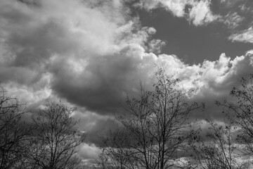 Snow Trees