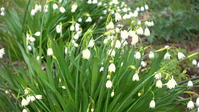 Beautiful blooming Leucojum vernum flowers in Japanese park