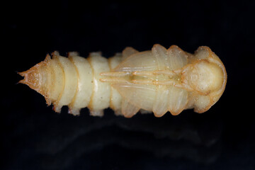 Mealworm Beetle pupa - Tenebrio molitor on black Background.