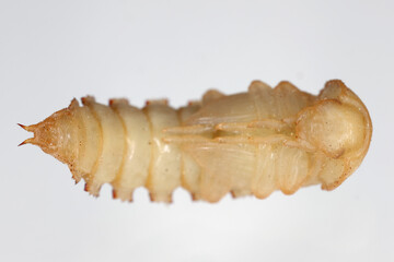 Mealworm Tenebrio molitor beetle pupa on a grey background.