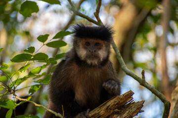 portrait of a capuchin monkey at iguazu falls