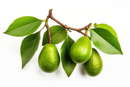 Branch of avocado tree isolated on white background. 