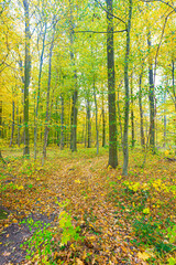 Herbstlicher Laubwald mit grünen und gelben Blättern