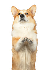 corgi standing up paws isolated on white background. Cute red dog