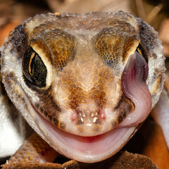 Madagascar ground gecko. Extreme close up of the face. The gecko is licking its eyes to keep them moist.