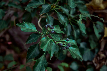 blue berries on green leaves seen close up