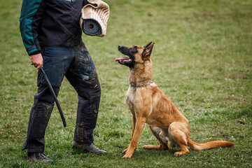 Animal obedience training. Belgian malinois dog is doing bite and defense work with police dog...
