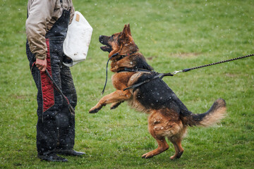 German shepherd dog training bite and defense work with police dog handler. Animal obedience training