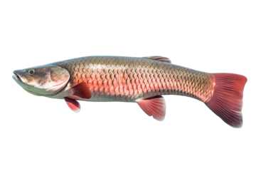 Beautiful Arapaima Fish On Transparent Background