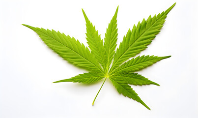 A single cannabis leaf on a white background