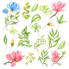 Set of transparent plant and flowers. Blue, pink, yellow transparent flowers, green leaves. Clover, herb, tea leaf and buds. Spring greenery. Simple elements. Watercolor illustration