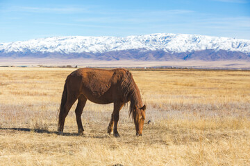 Horse grazes in the steppe. Kazakhstan mountain landscape