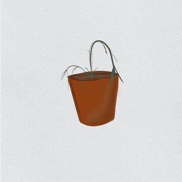 Dry plant