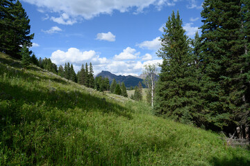 landscape in the summer