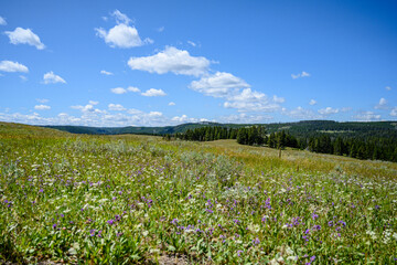 flower field