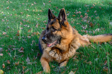 German Shepherd dog lying down, reclined, facing the to the left of the camera with its head held high, ears erect, alert, and staring straight ahead at the viewer, seated on the grass.